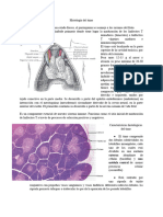 Histología Del Timo