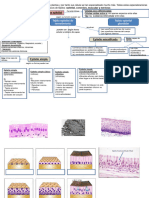 Tema 5 Histología Animal