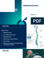 Neurofisiologia - Clase 3-Medula Espinal