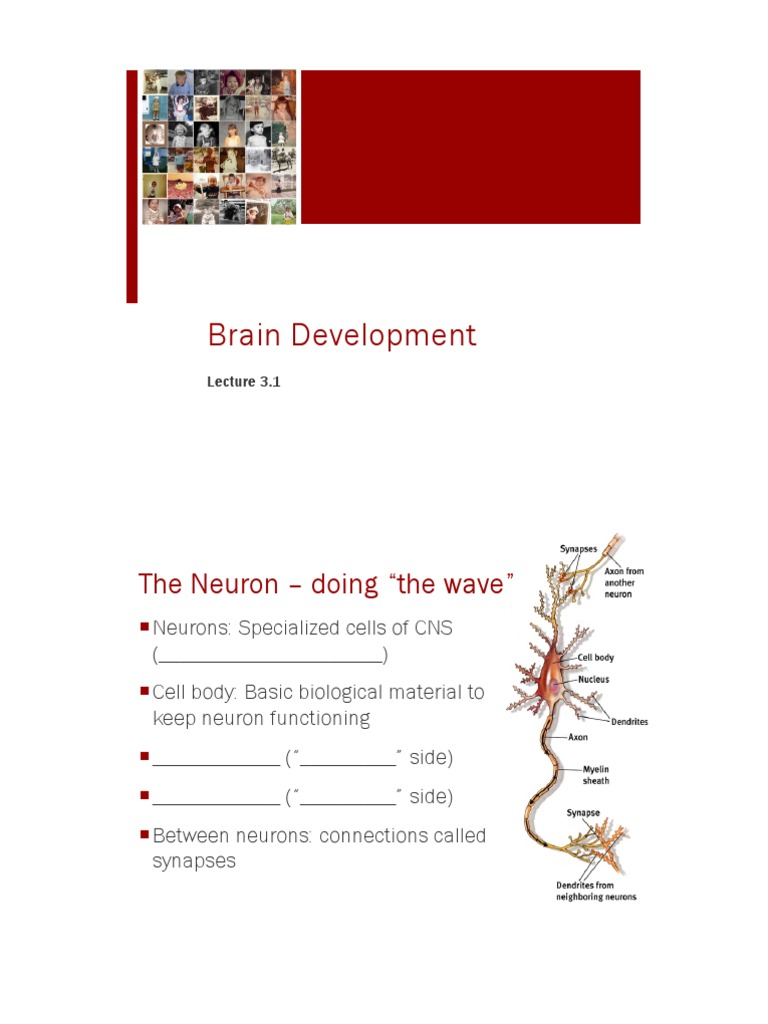 Brain Development: The Neuron - Doing "The Wave" | PDF | Brain | Perception