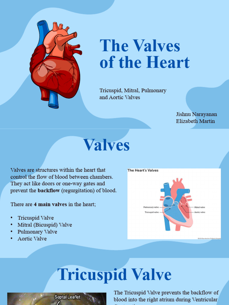 Valves of The Heart | PDF | Heart Valve | Heart