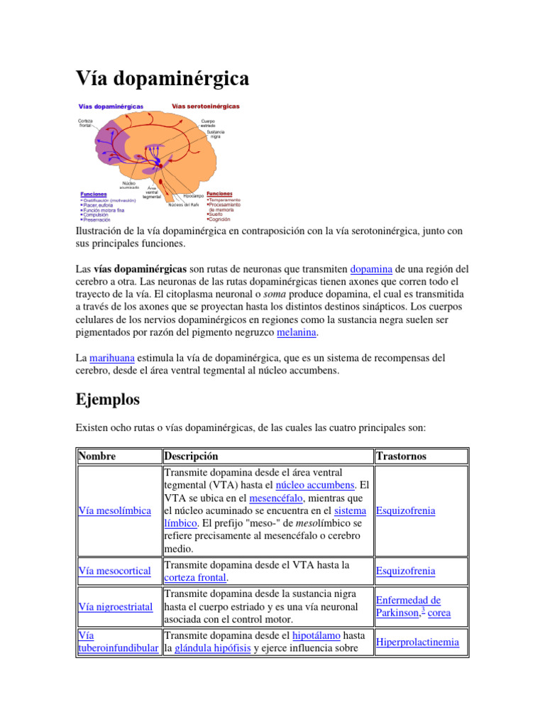 Vías dopaminérgicas y sus funciones | PDF | Dopamina | Cerebro