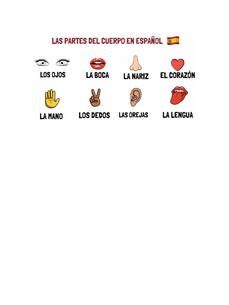 Partes Del Cuerpo en Español | PDF