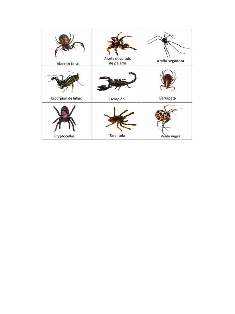 ARACNIDOS | PDF