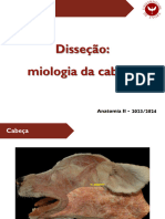 Aula Prática - Miologia Da Cabeça - Disseção
