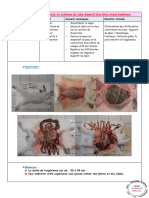 Fiche Technique 6 Mise en Evidence Du Tube Digestif D Un Etre Vivant Herbivore