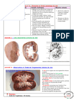 Fiche Technique 6 Dissection Et Etude Anatomique Du Rein