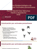 Panorama Epidemiológico de Intoxicación Por Animales Ponzoñosos. Javcel David Vara Sánchez Médico Residente DGE