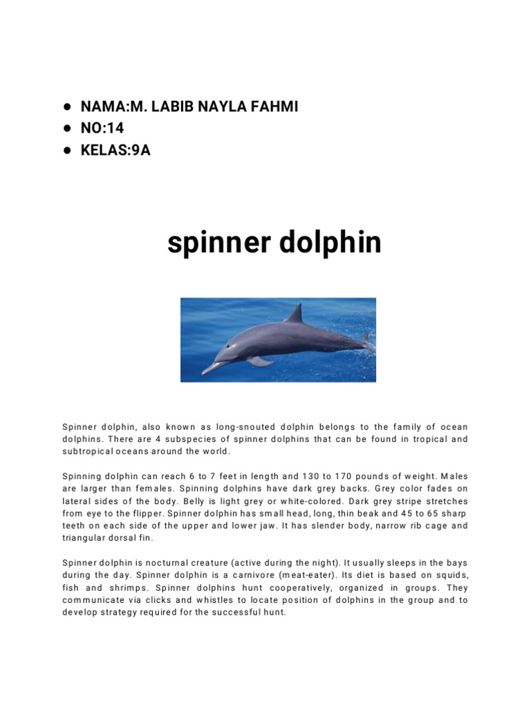 Contoh Report Text Animal