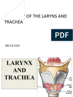 Larynx and Trachea