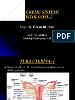 2.3.9.dişi Genital Sistem Histolojisi-2 4