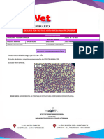 Estudio de Lamina Sanguínea - Mycoplasma - Manchas - Veterinaria Principal Vet - 19 Marzo24