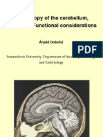 EM2 Cerebellum Groups 9 17 Huzella Dobolyi