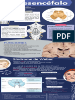 Mesencéfalo Infografía