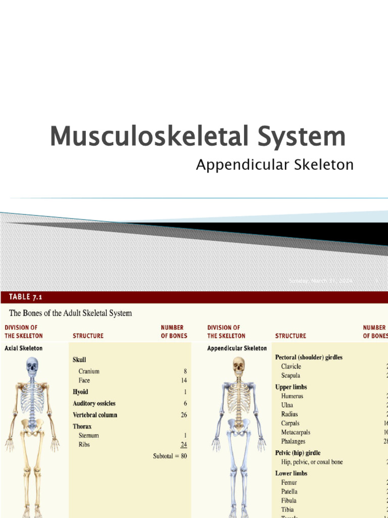 A Skeletal System Appendicular Skeleton Pdf Thumb Arm