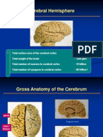 Cerebrum - Dr. Talabucon