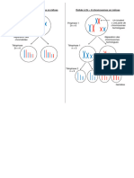 Un Bivalent Une Paire de Chromosomes Homologues: Prophase 2n 6 Prophase 1 2n 6