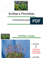 Briófitas e Pteridófitas: Características Gerais
