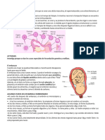 Tema La Fecundación