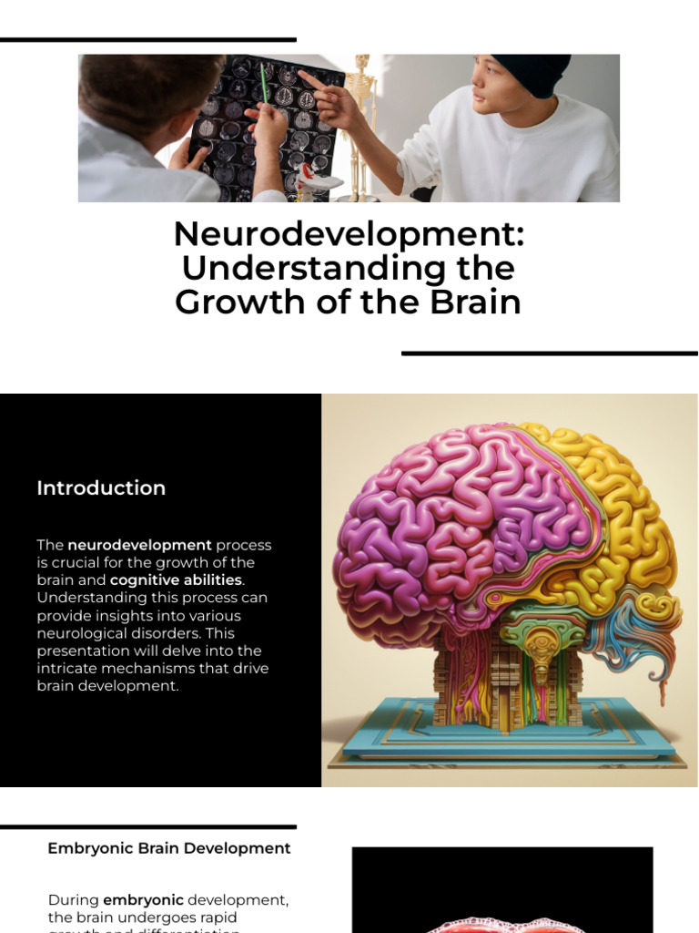 Neurodevelopment: Brain Growth Insights | PDF | Brain | Neuroplasticity