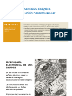 TRANSMISION SINAPTICA y de La Union