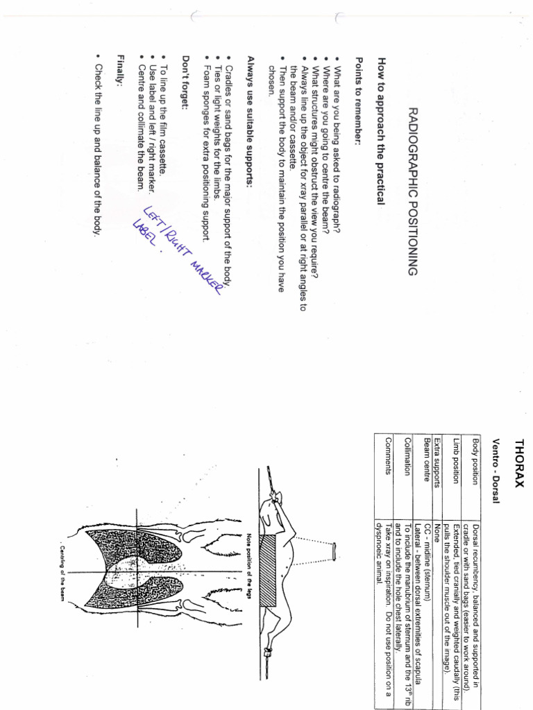 Radiographic Positioning | PDF