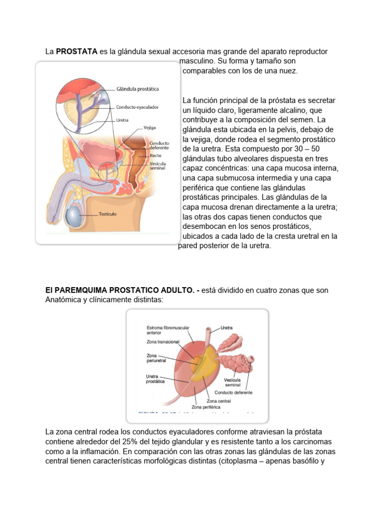 Anatomía y Función de la Próstata | PDF | Próstata | Epitelio