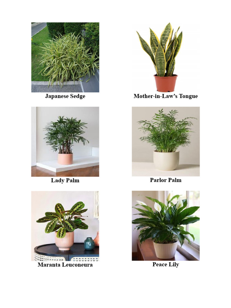 Ornamental Plants PDF