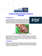 Campilobacteriose Genital Bovina