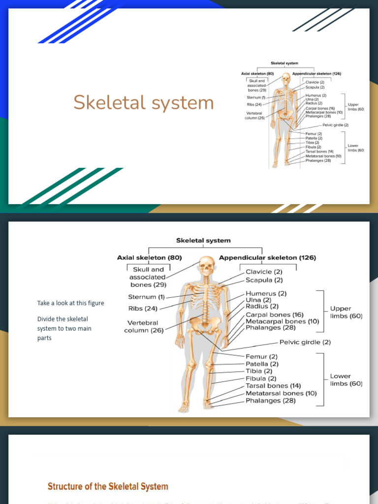 Skeletal System | PDF