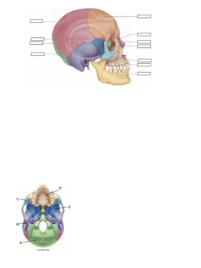 Muscle | PDF