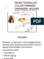 Ilusi Penerapan Teknologi Molecular Farming Pada Penanaman Jagung