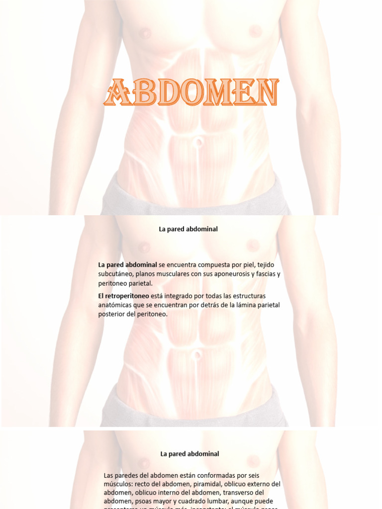 Anatomía de la Pared Abdominal | PDF | Abdomen | Anatomía