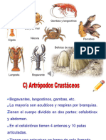 Artrópodos - Crustáceos y Miriápodos