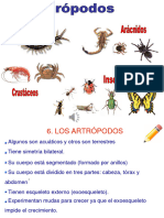 Artrópodos-Insectos y Arácnidos