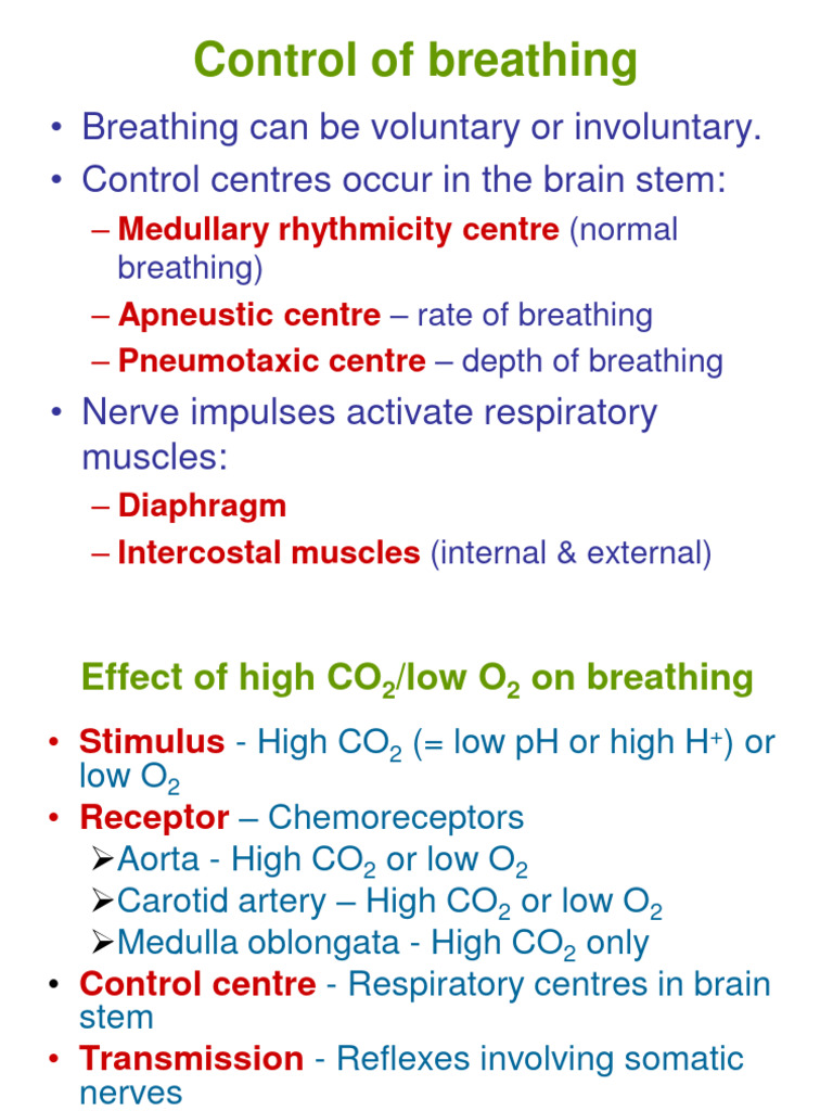Respiratory Reflexes Download Free PDF Exhalation Breathing