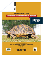 Tortoise and Freshwater Turtles Id Cards 2023