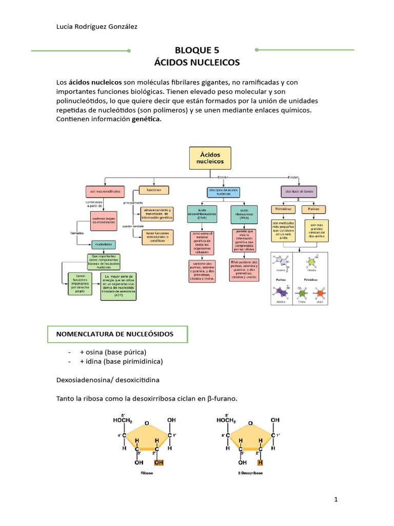 Estructura y Función de Ácidos Nucleicos | PDF | Rna | Adn