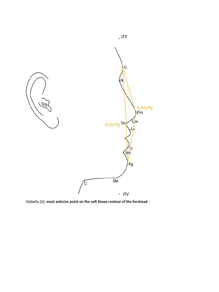 Anatomy of the Glabella | PDF