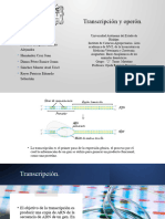 Transcripcion y Operon