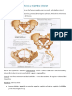 Pelvis y Miembro Inferior