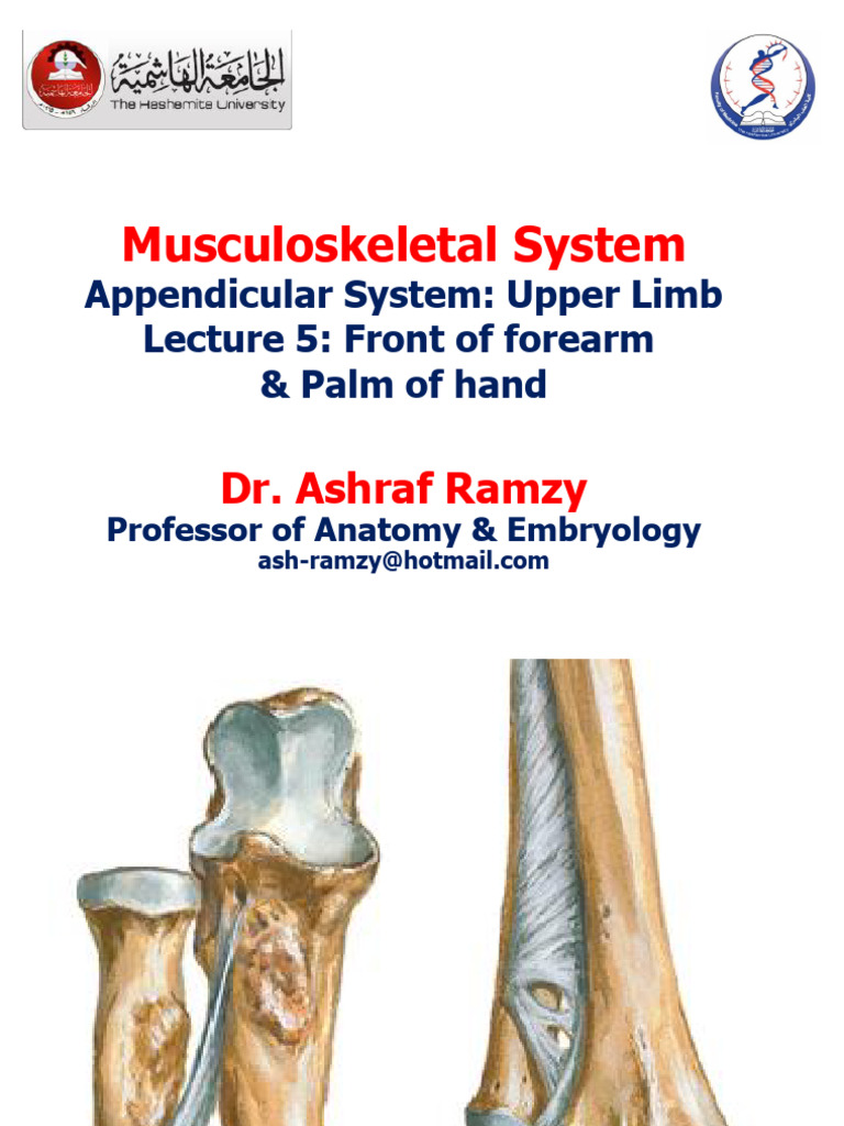 Musculosk UL5 Muscles 3 | PDF | Thumb | Hand