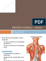 Región Dorsal - Nuca