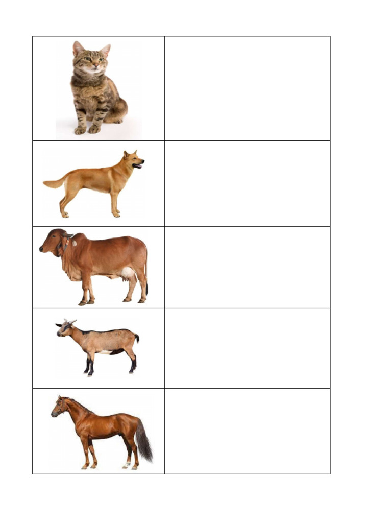 Animals 1 | PDF