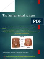 The Human Renal System