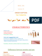 BIOL 286 Lecture 19 ISOPTERA - TERMITES With Annotations