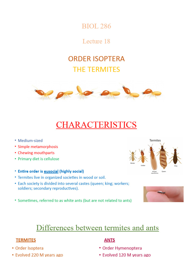 Termite Biology and Social Structure | PDF | Eusociality | Ant