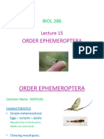 BIOL 286 Lecture 15 EPHEMEROPTERA Mayflies