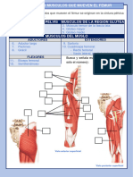 MUSCULOS DE LAS EXTREMIDADES INFERIORES Actividad