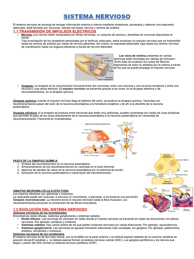 Estructura y Función del Sistema Nervioso | PDF | Sistema nervioso ...